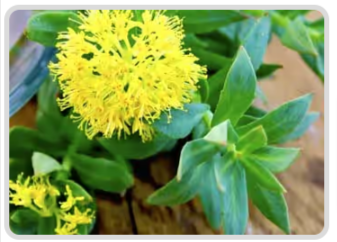 Rhodiola